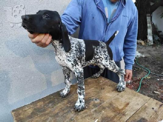 German Wirehaired Pointer, κουτάβια